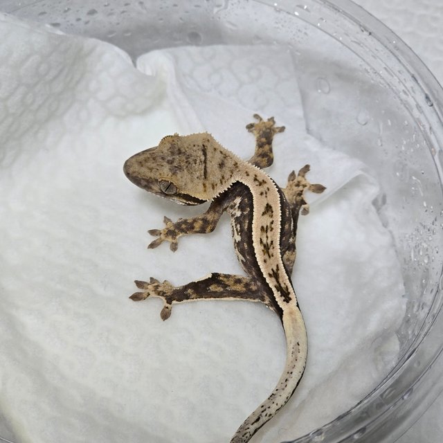 노멀 풀핀 쿼드 트라이 익스트림할리퀸