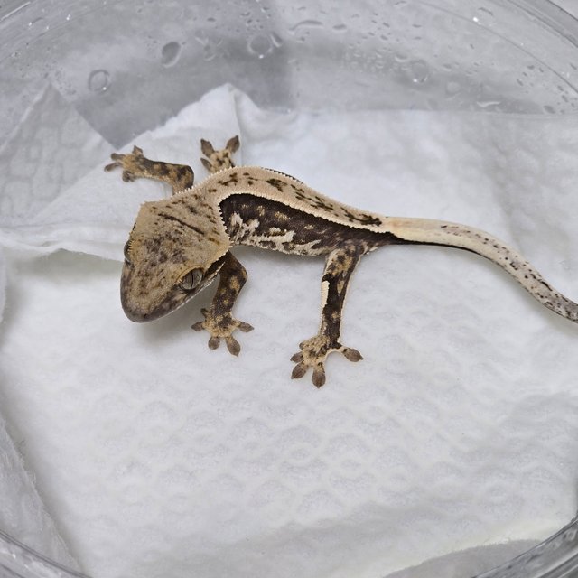 노멀 풀핀 쿼드 트라이 익스트림할리퀸