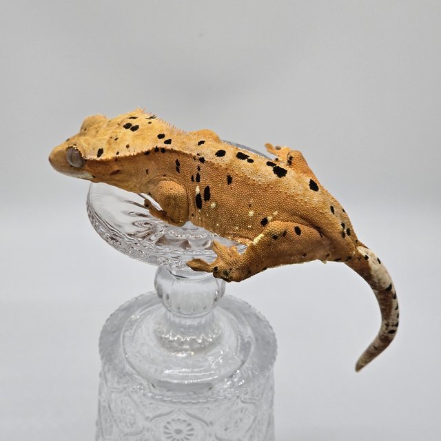 슈퍼달마시안 달마시안