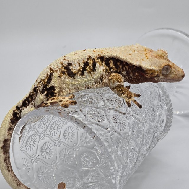 트라이 릴리화이트