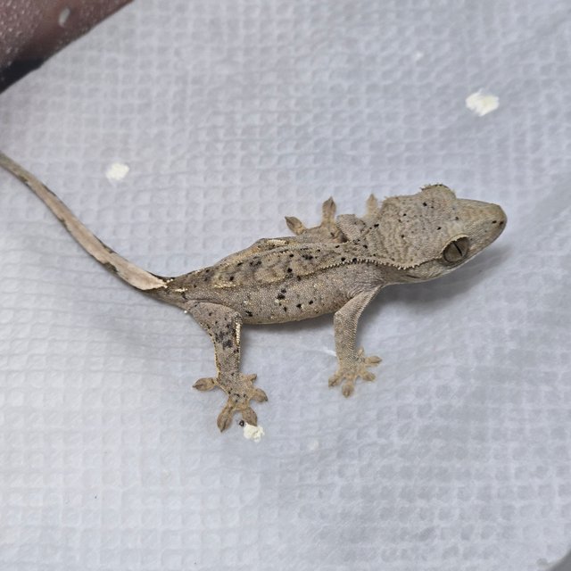 슈퍼달마시안 달마시안