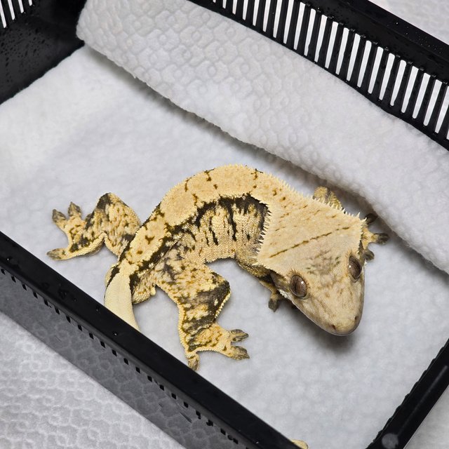 노멀 트라이 익스트림할리퀸