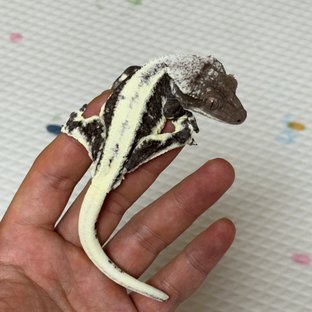 릴잔틱