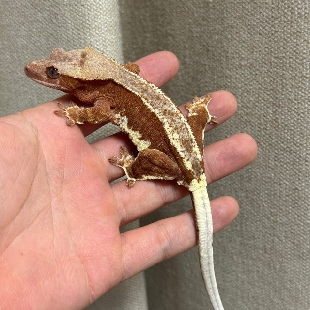 릴리100%헷아잔틱