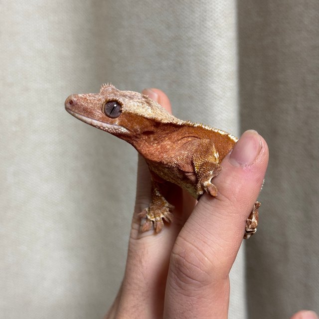 릴리100%헷아잔틱