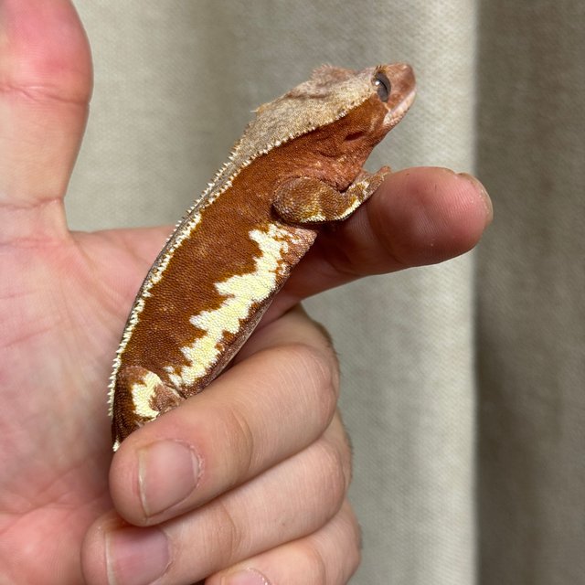 릴리100%헷아잔틱