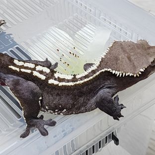 아잔