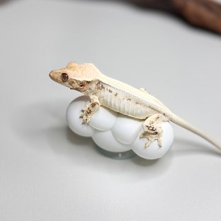 릴리화이트 솔리드백