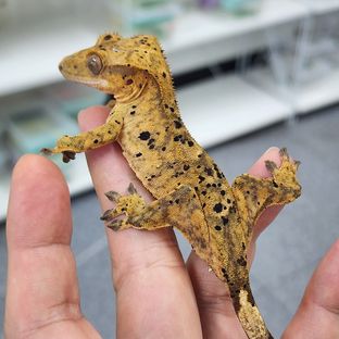 슈퍼달마시안 달마시안