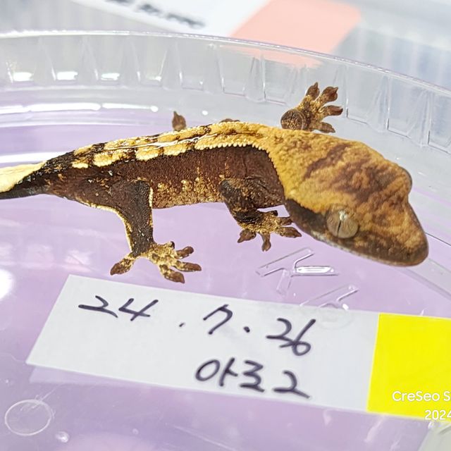 100%헷아잔틱
