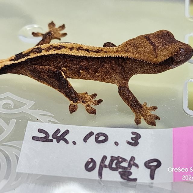 100%헷아잔틱