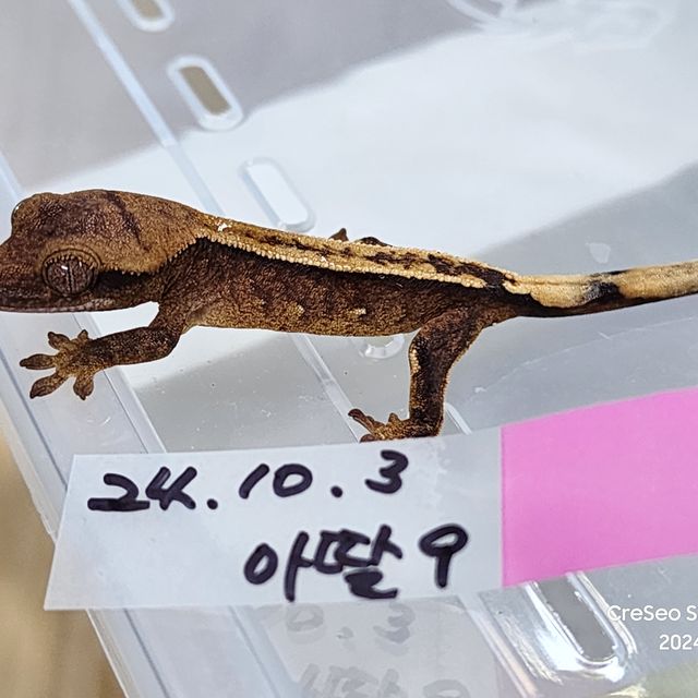 100%헷아잔틱