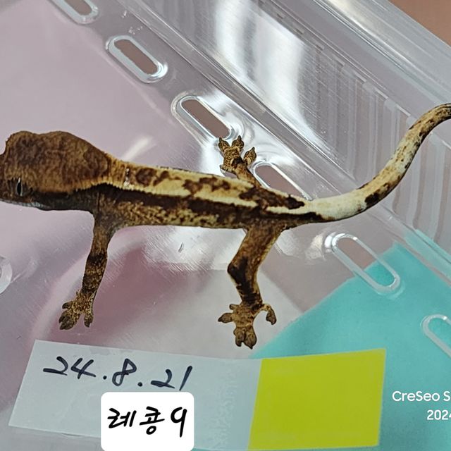 카푸치노