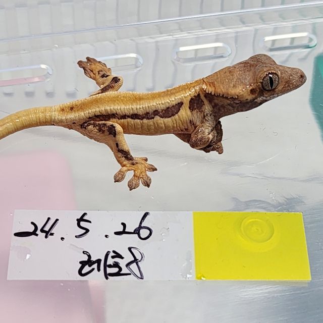 릴리화이트 레이지 드리피 화이트스팟