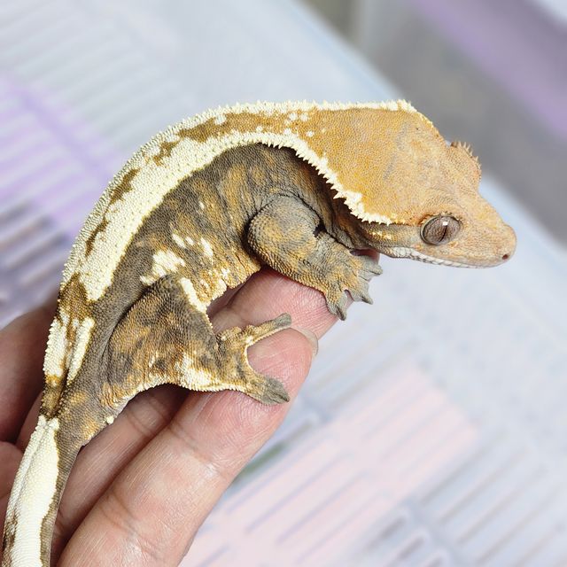 세이블