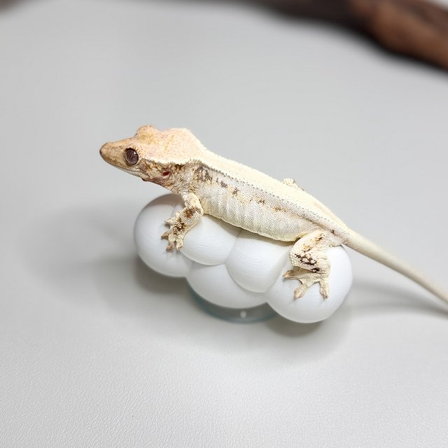 릴리화이트 솔리드백