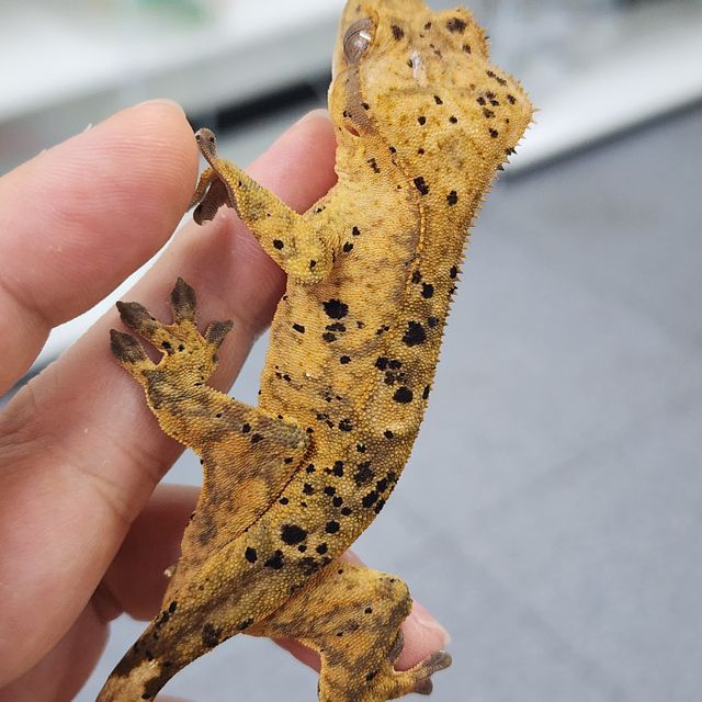 슈퍼달마시안 달마시안