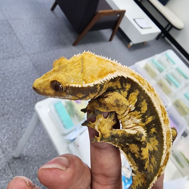 노멀 트라이 바브