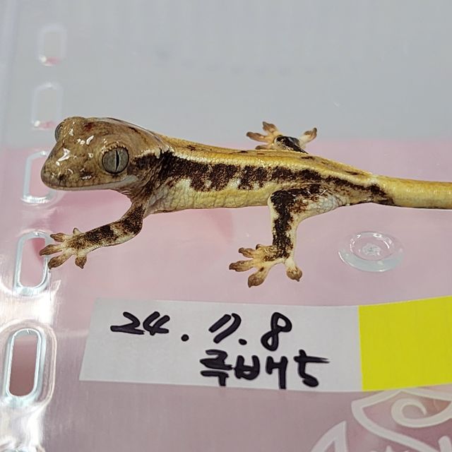 릴리화이트 엑조틱