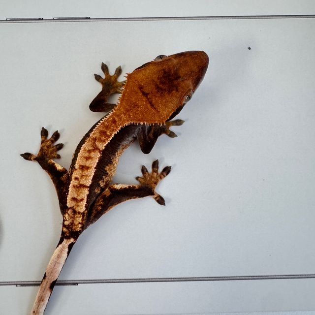 노멀 100%헷아잔틱