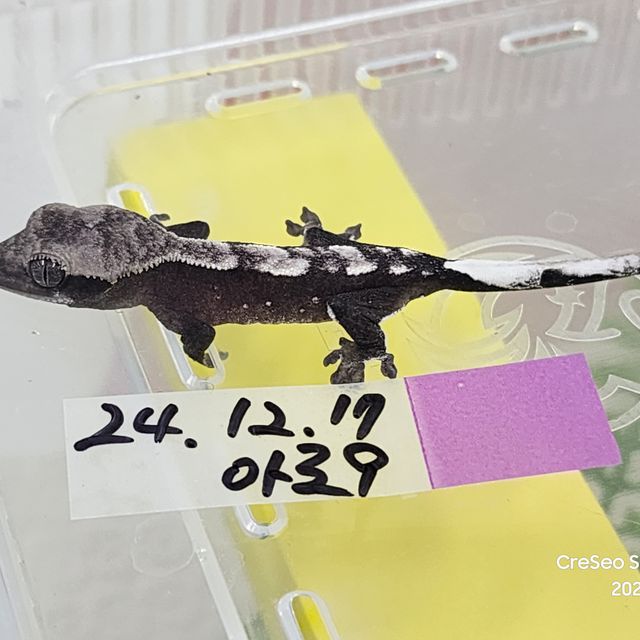 아잔틱 다크