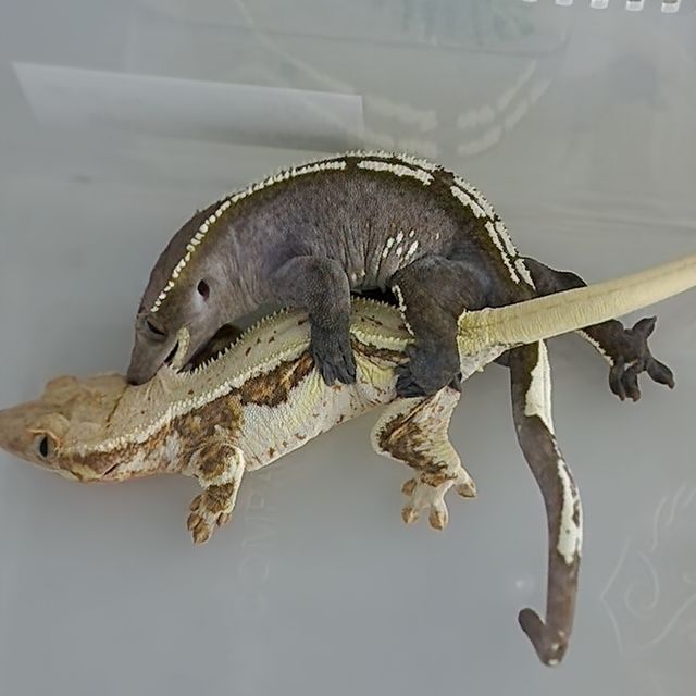 릴리화이트 트라이