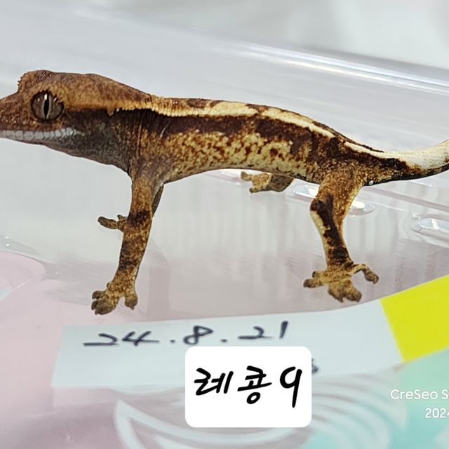 카푸치노