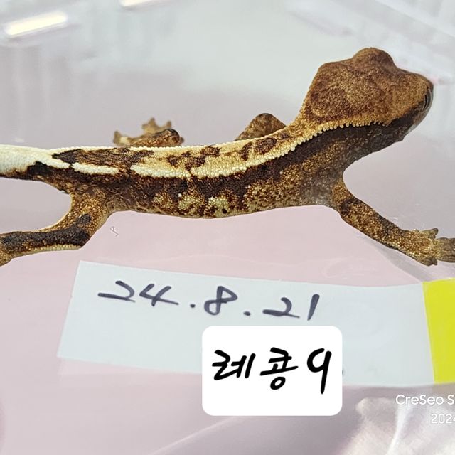 카푸치노