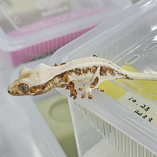 릴리화이트 트라이 레이지