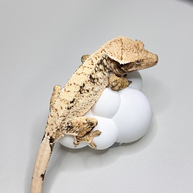 노멀 드리피 화이트스팟 트라이 텐저린