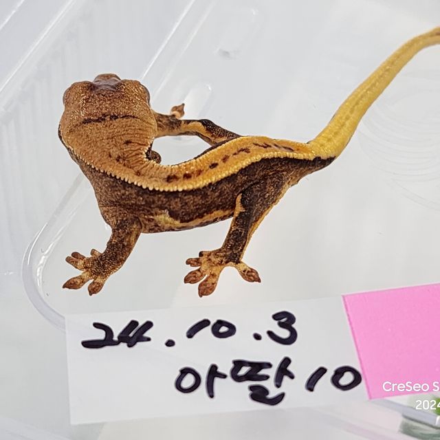 릴리100%헷아잔틱 100%헷아잔틱