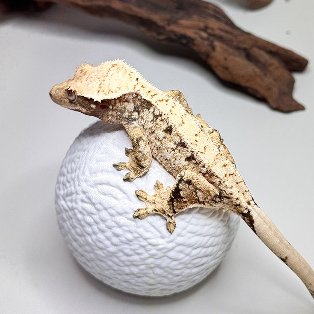 노멀 드리피 화이트스팟 트라이 텐저린