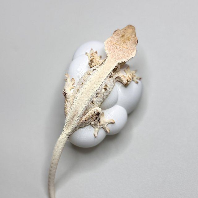 릴리화이트 솔리드백