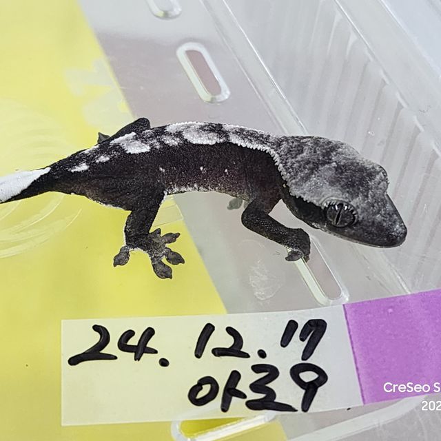 아잔틱 다크