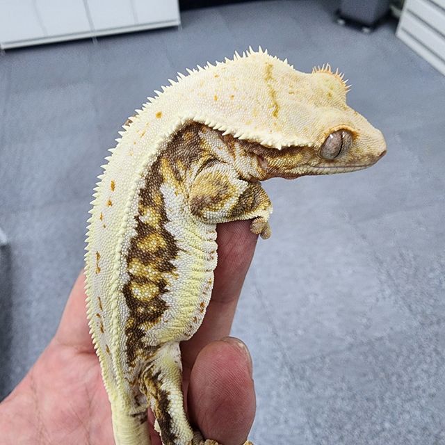 릴리화이트 트라이