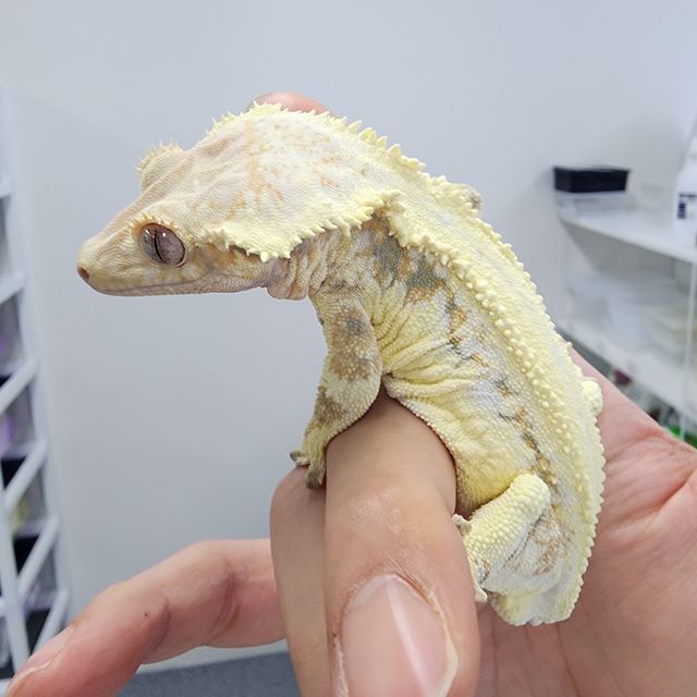 릴리화이트 레이지 판다 솔리드백 트라이