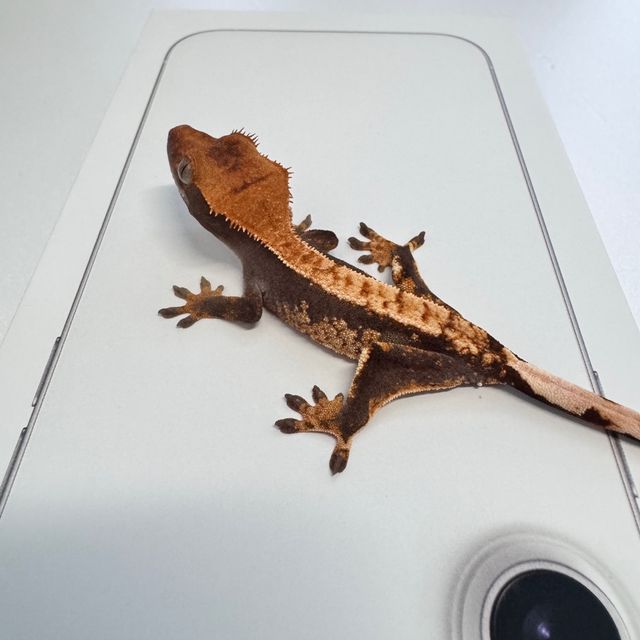 노멀 100%헷아잔틱