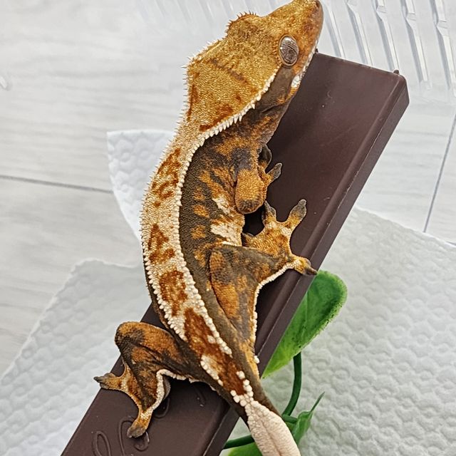 노멀 트라이 바브