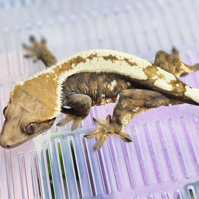 세이블