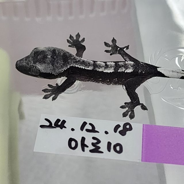 아잔틱 다크