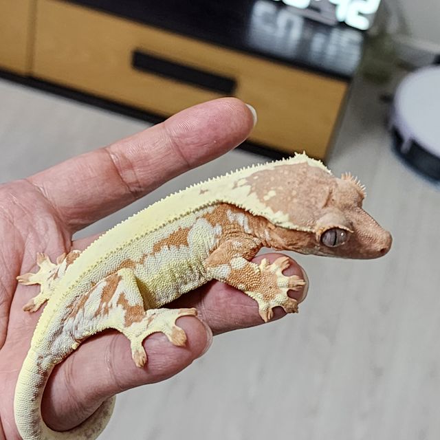 프라푸치노 솔리드백 크림