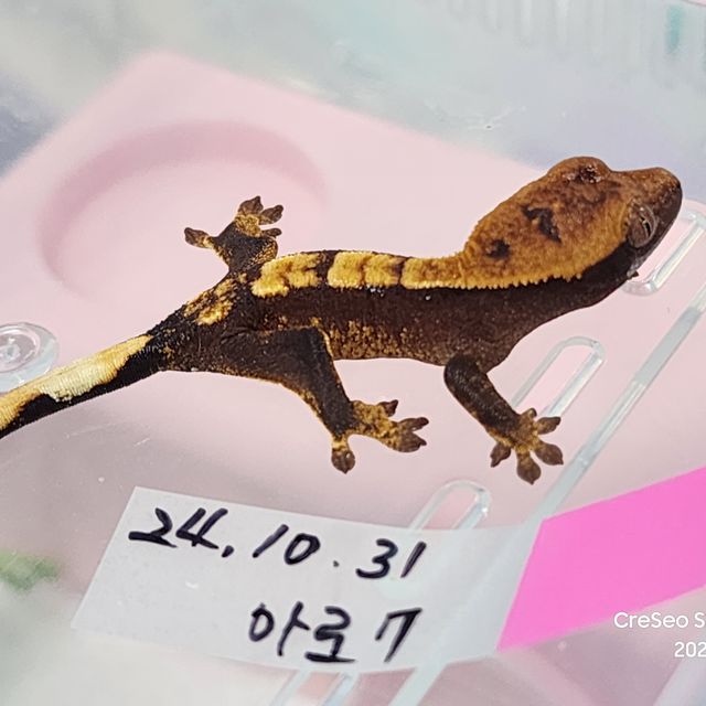 100%헷아잔틱