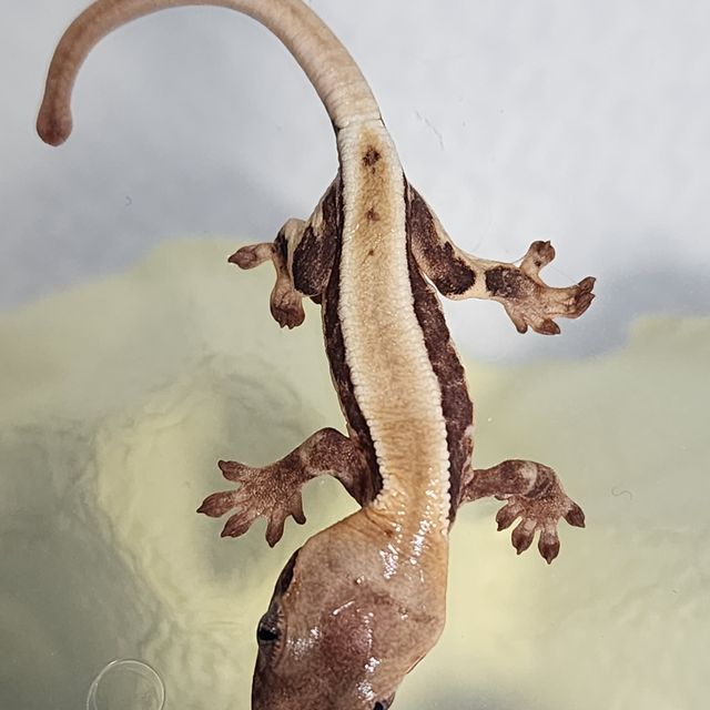 릴리화이트 트라이 레이지