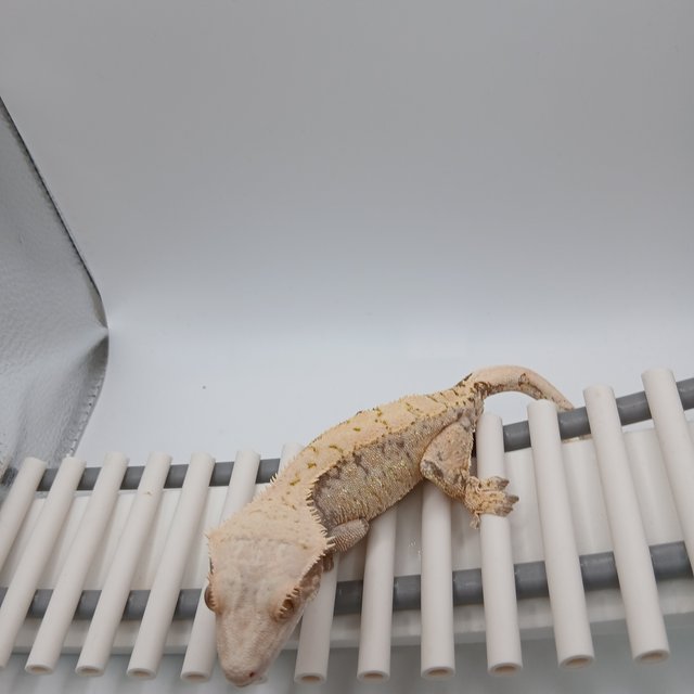 노멀 트라이 익스트림할리퀸