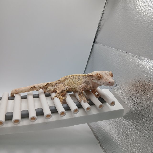 노멀 트라이 익스트림할리퀸