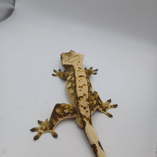 노멀 트라이 익스트림할리퀸