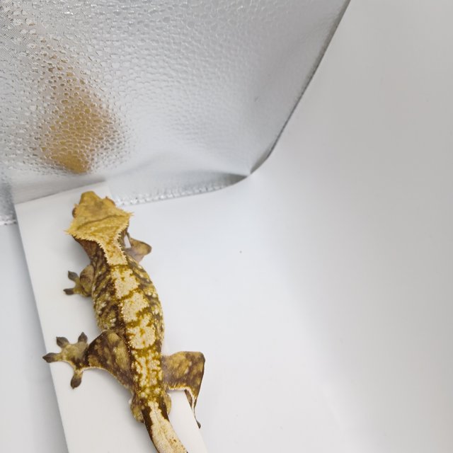 노멀 트라이 익스트림할리퀸