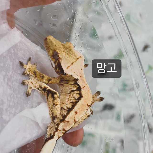 노멀 트라이 익스트림할리퀸 화이트스팟