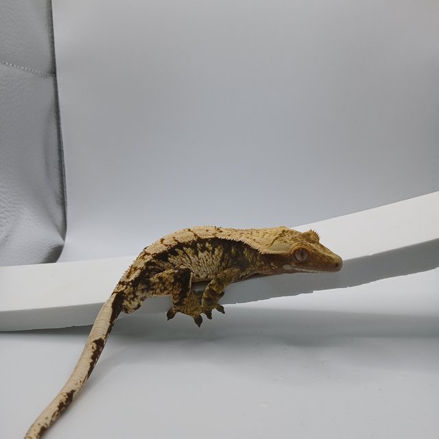 노멀 트라이 익스트림할리퀸