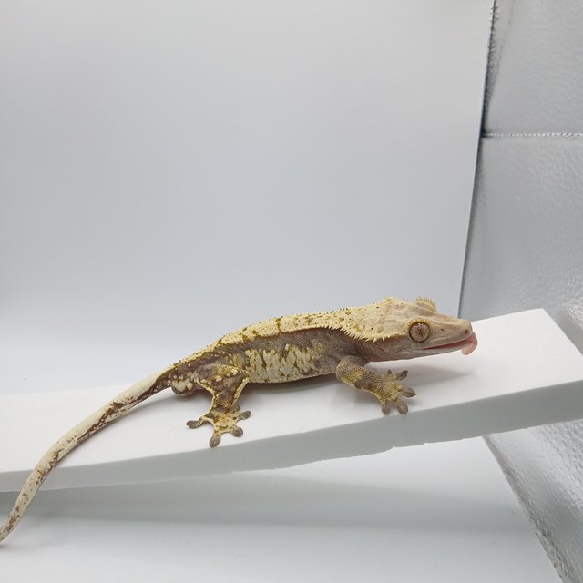 노멀 트라이 익스트림할리퀸